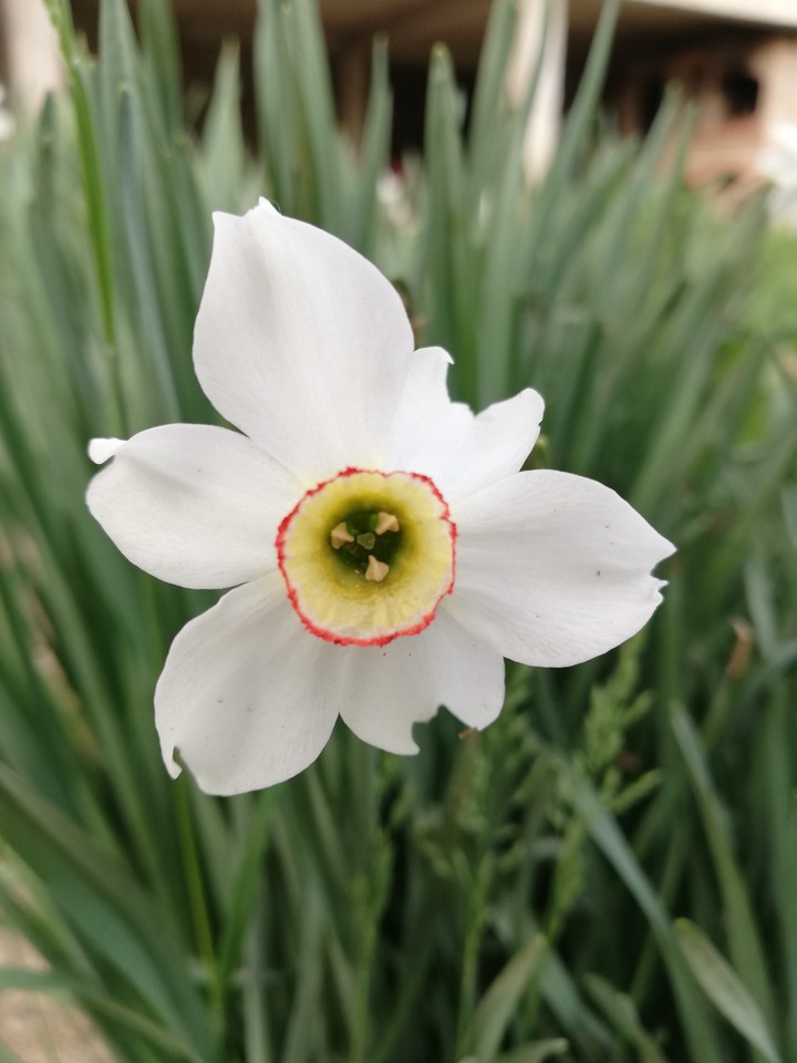 Narciso