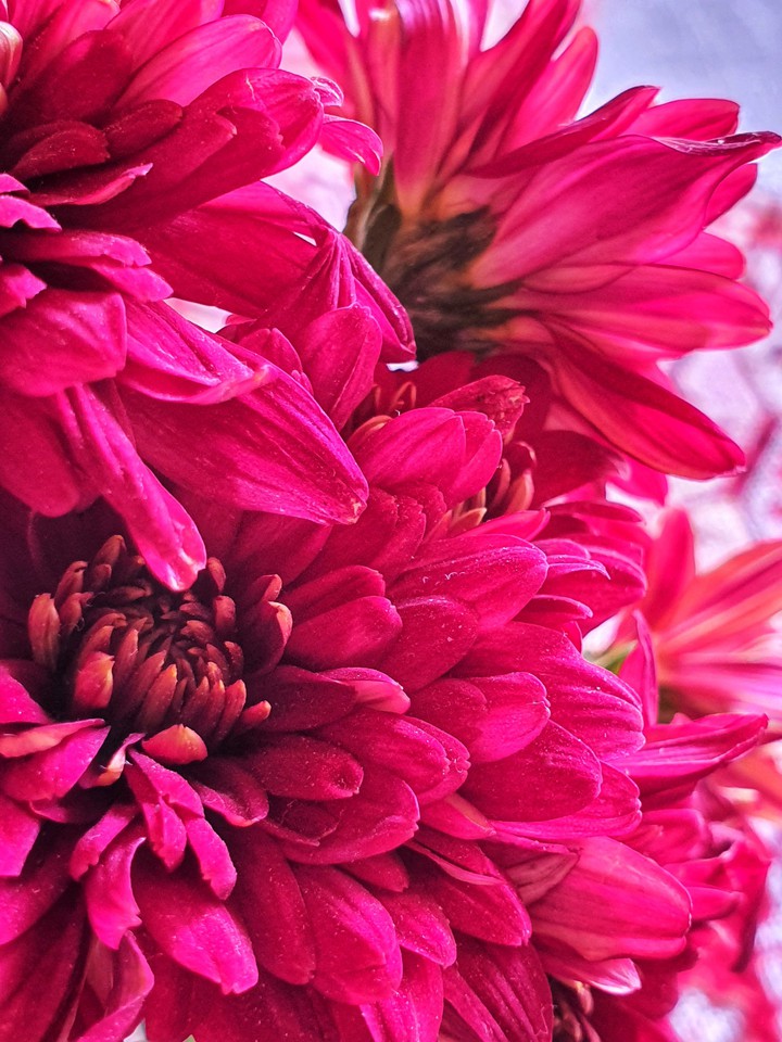 Pink flash