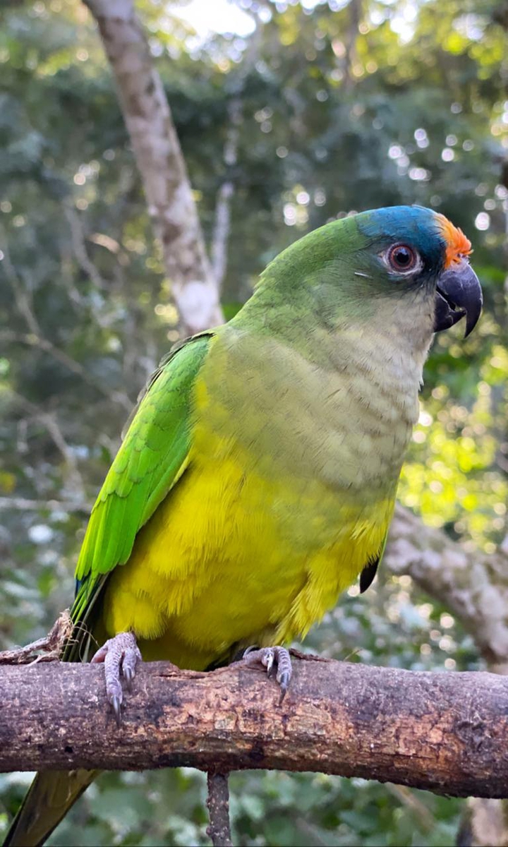 Parrot
