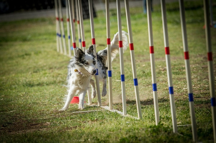 The Border Collie Because There Is No Better Dog
