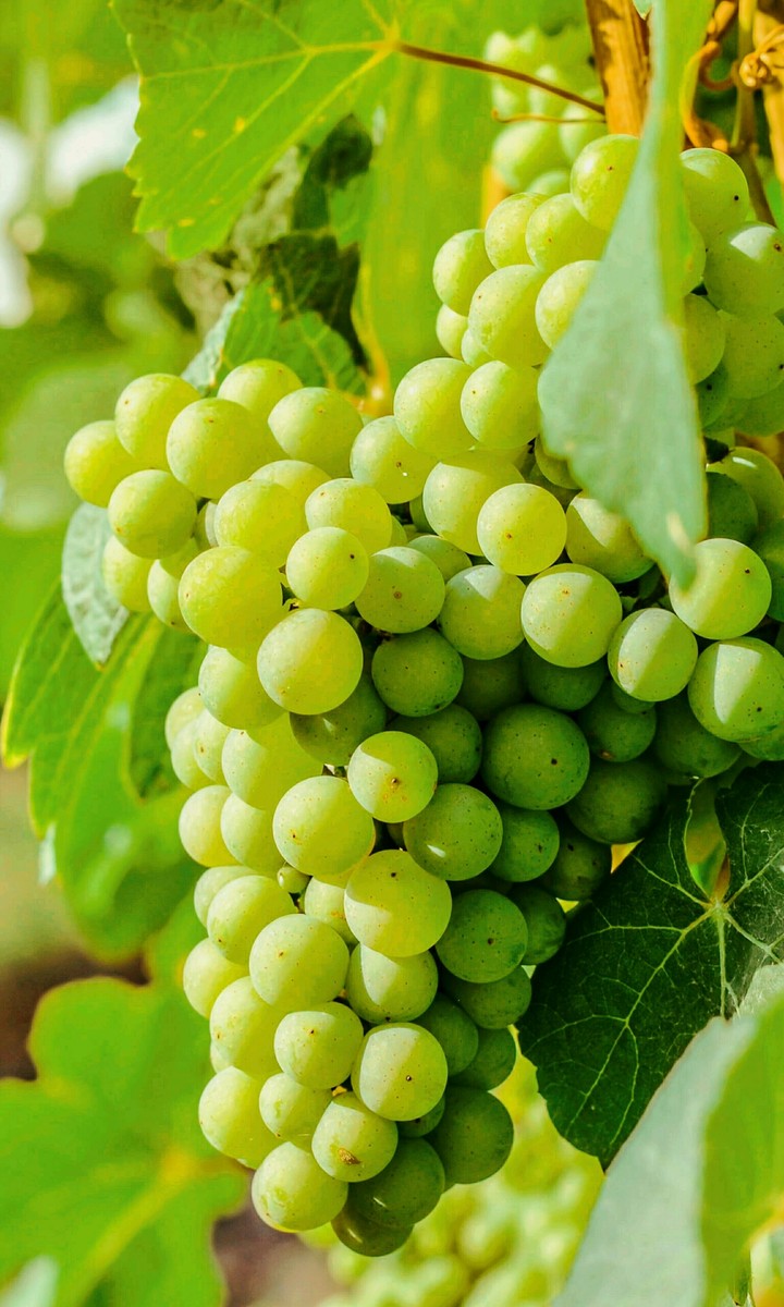 Grapes