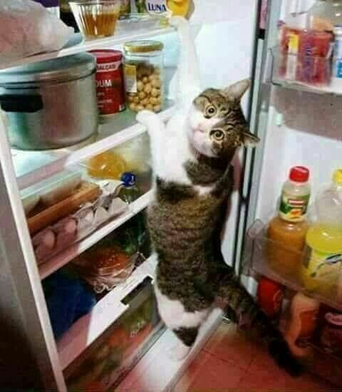 cats