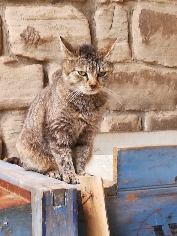 cute cat