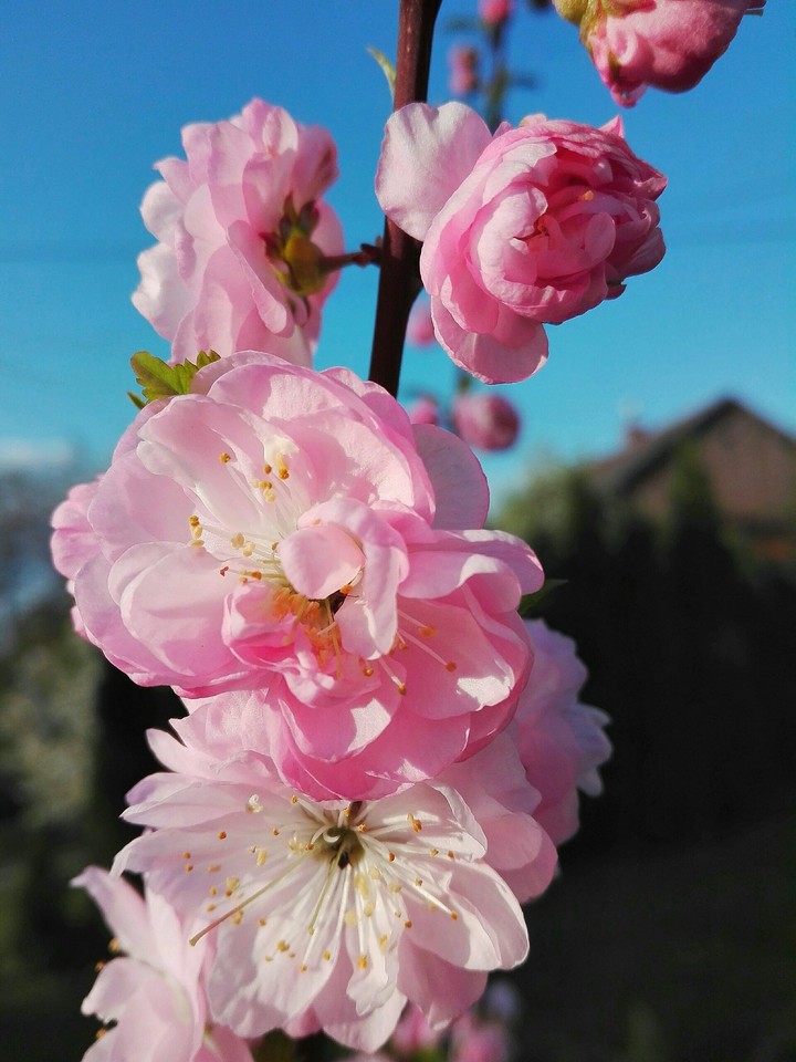 spring