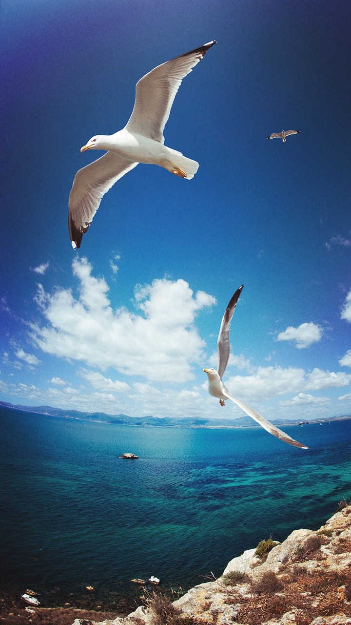 sea sore