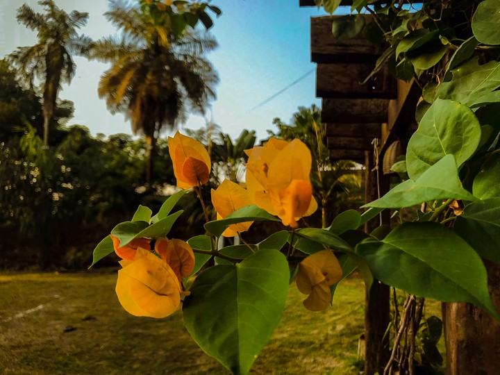 yellow flowers
