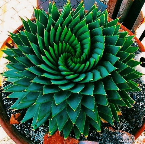 green