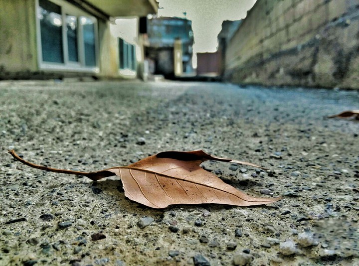 #Leaf