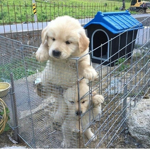 dogs lover