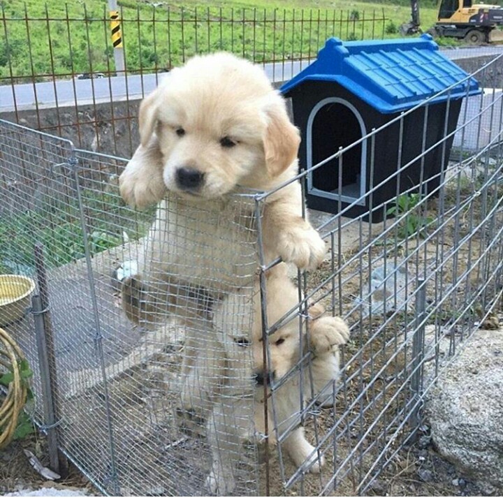 dogs lover