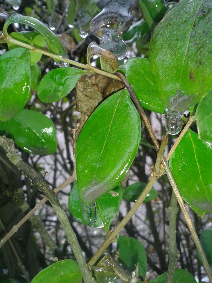 winter leaf