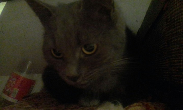 кошка