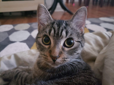 обои Carnivore, cat
