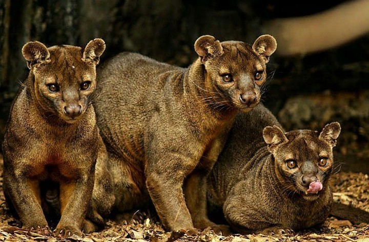 Fosa Cryptoprocta ferox