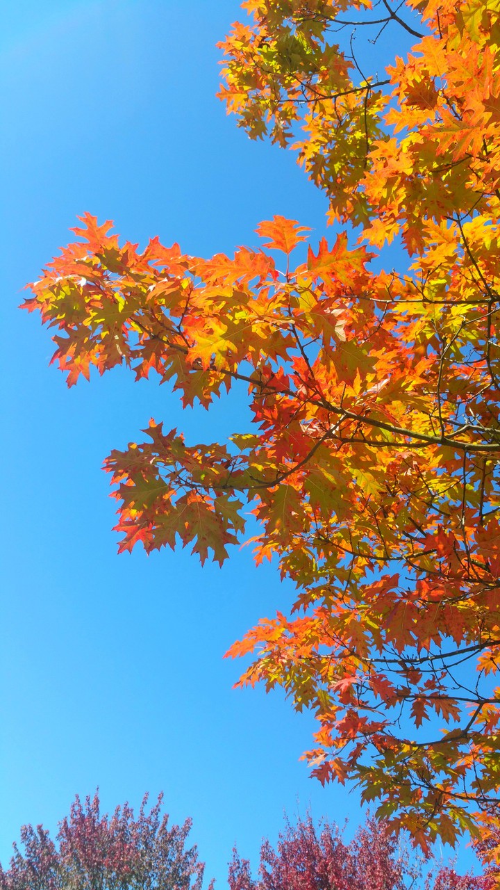 Autumn leaves