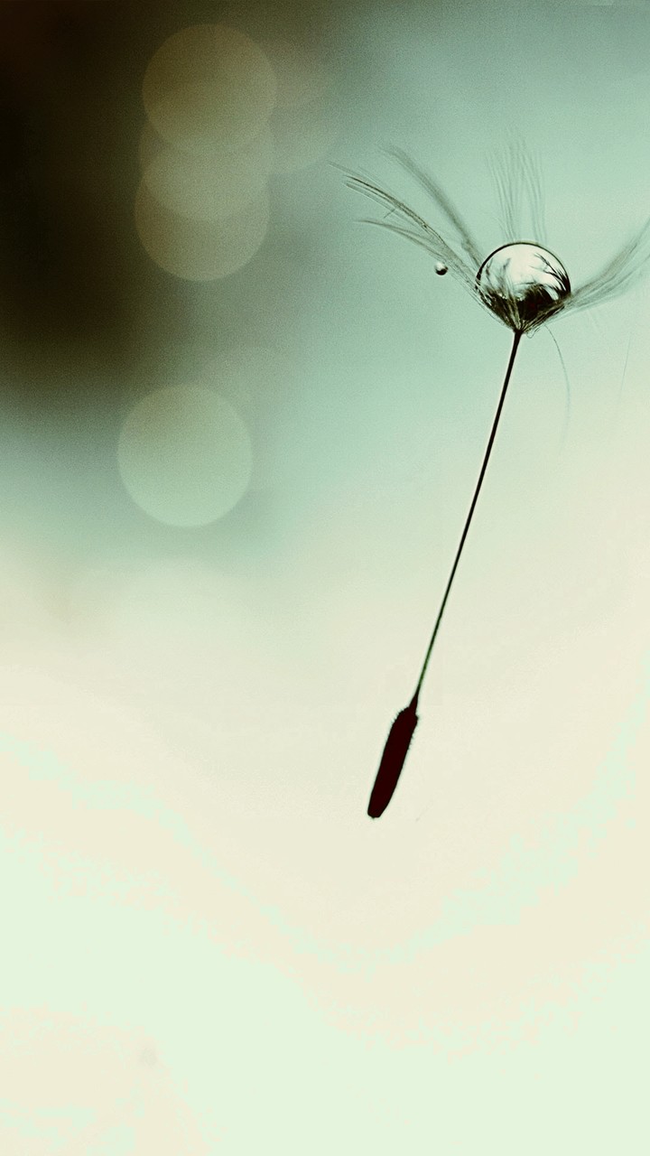 wish