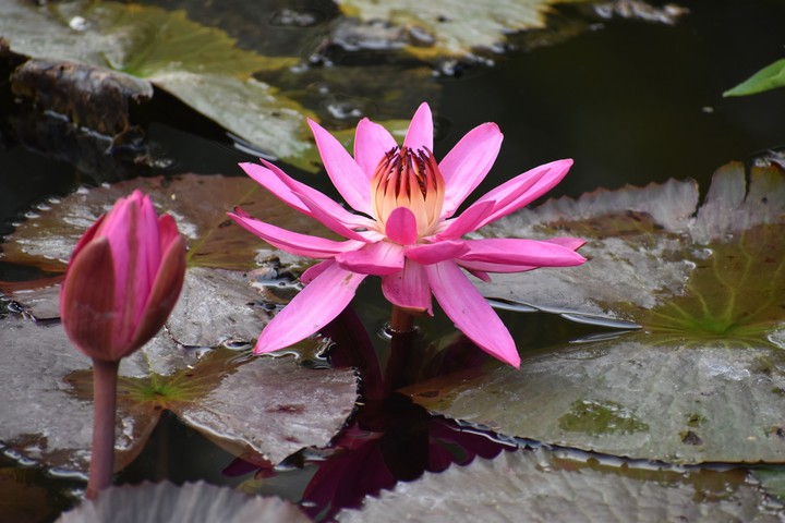 Lotus flower