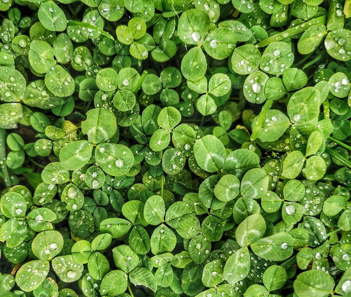 clovers