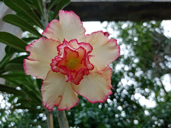 Rosa del desierto