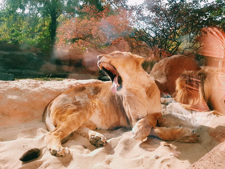 Lion