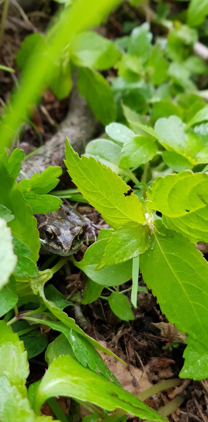 Frog Nature