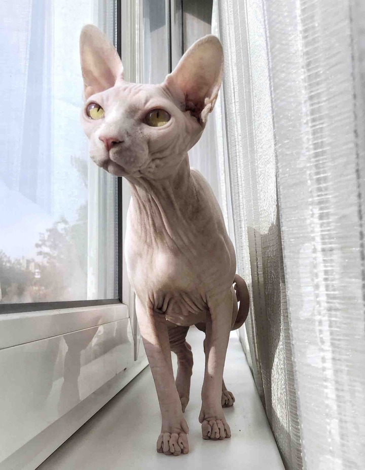 cat