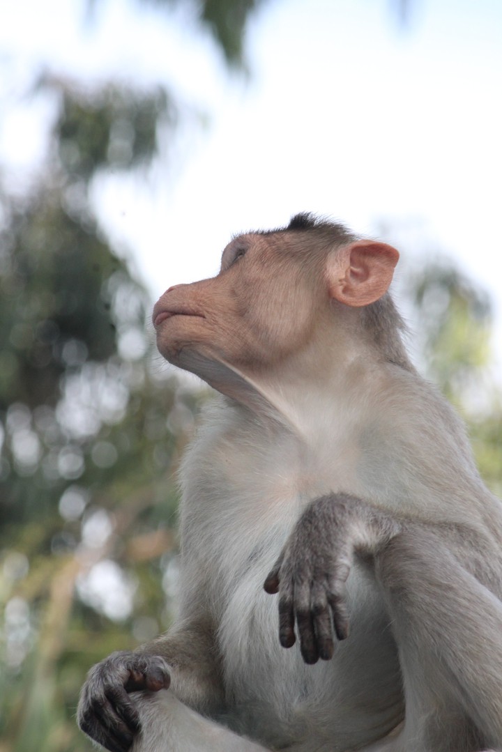 monkey