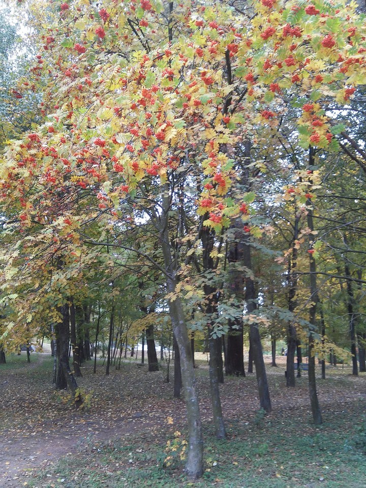 Осень