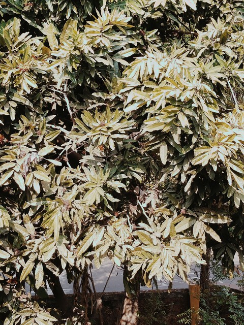 樹木, flower桌布