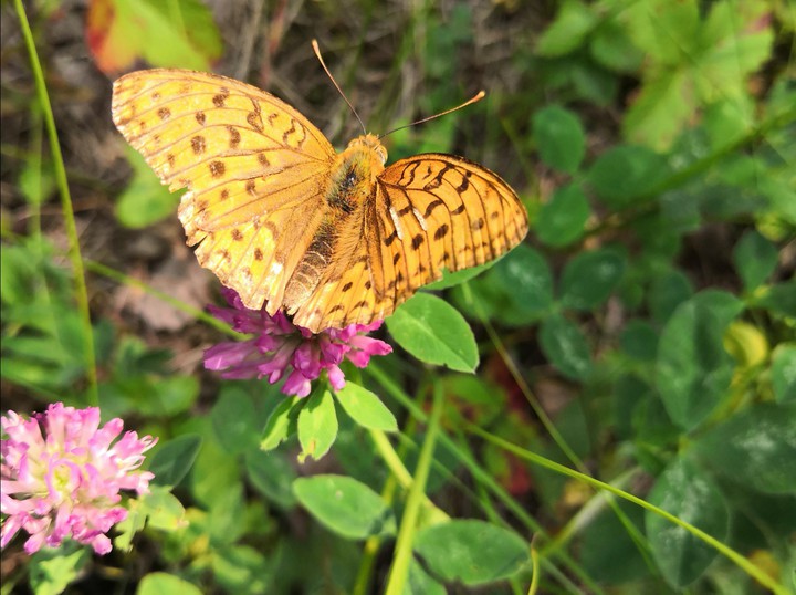 Butterfly