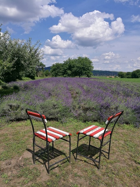 lavender field