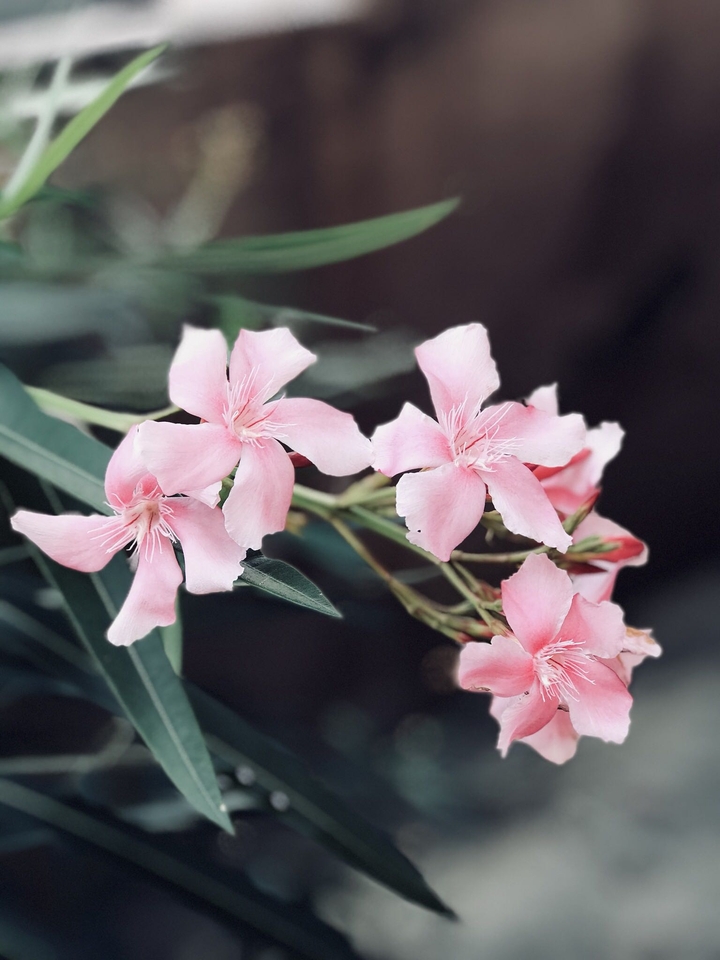 flower portrait