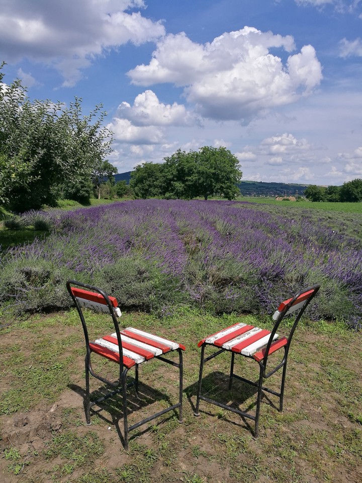 lavender field