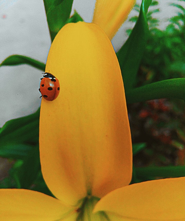 brightful ladybug