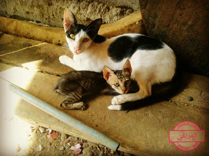 Cats