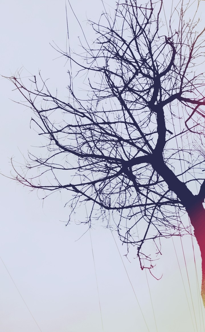 tree without leaves