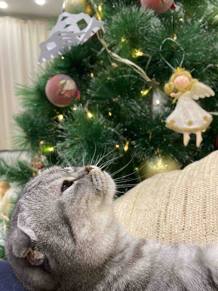 Новый год