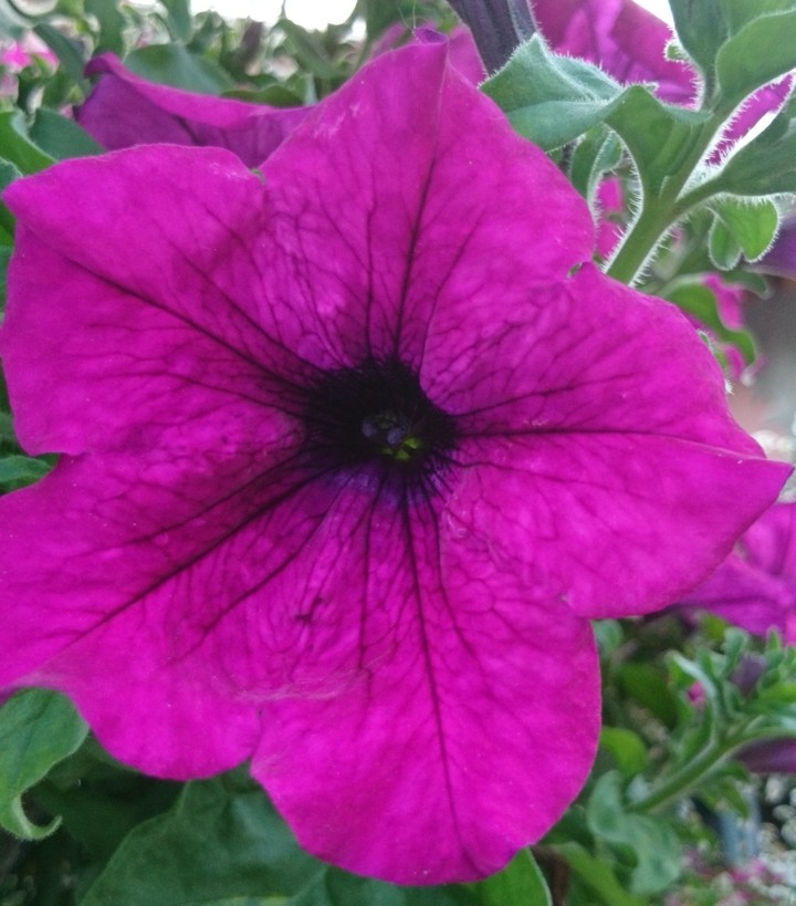 Zoom in flower