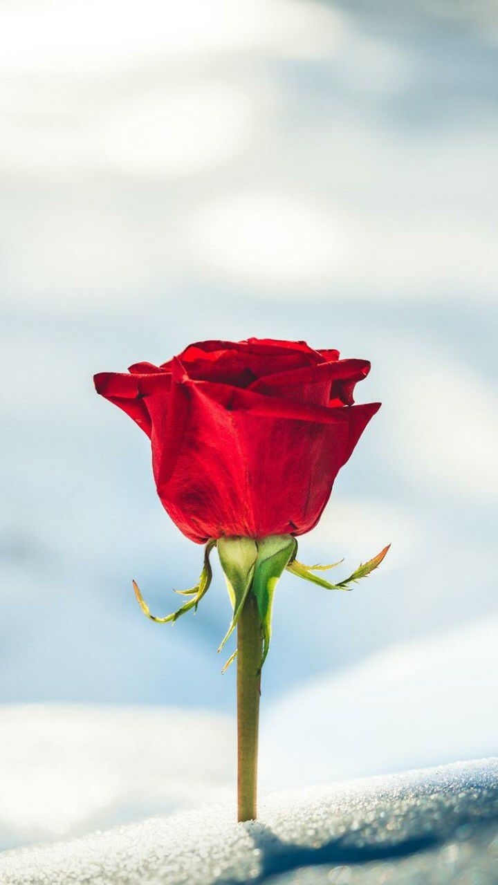 rose