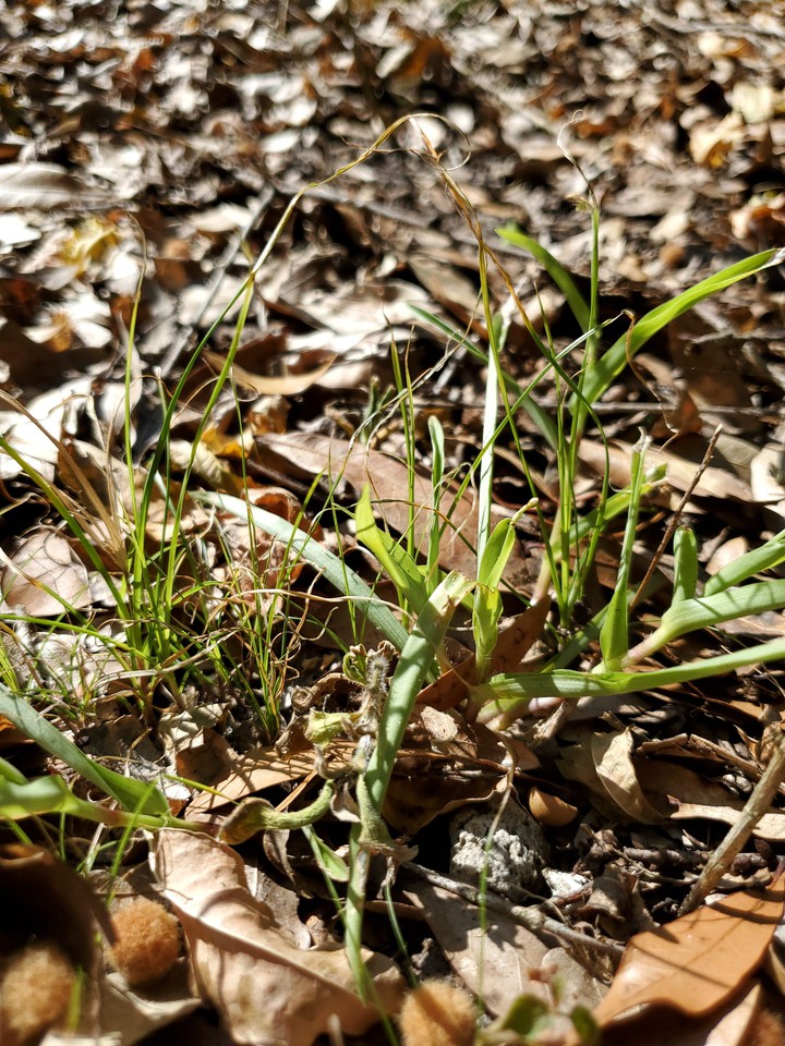 grass in the valley