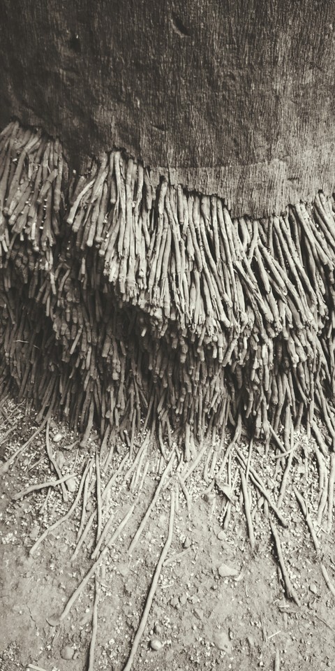 Roots