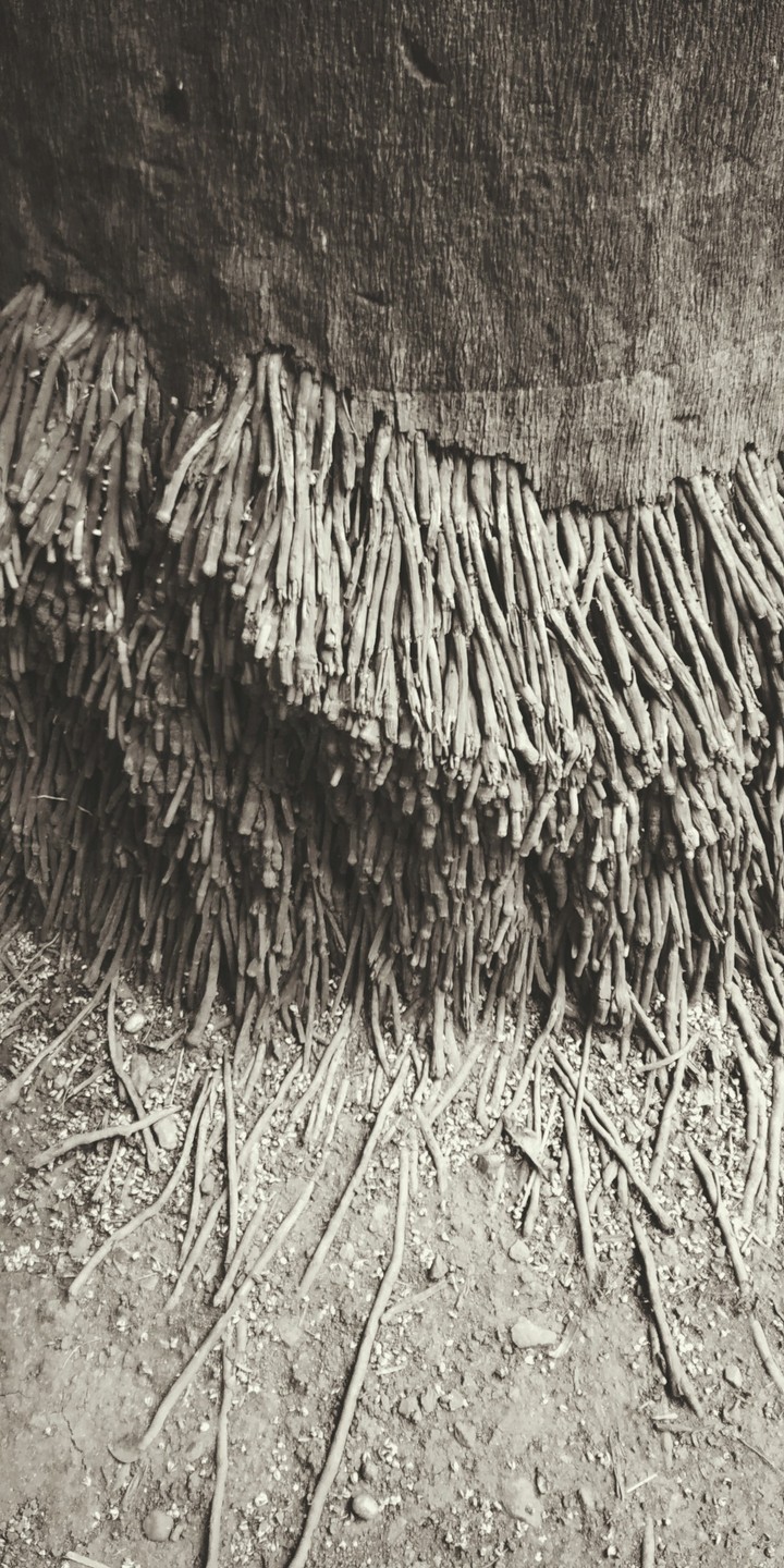 Roots