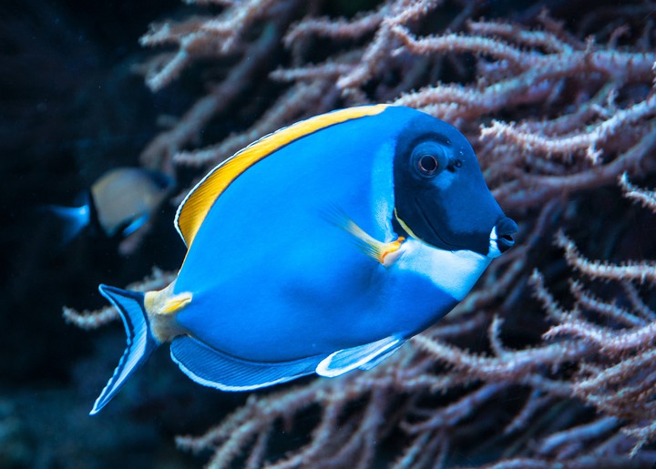 Surgeon Fish