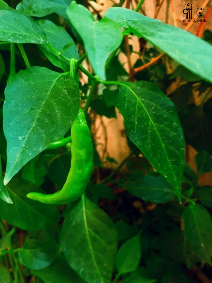 a greeny click