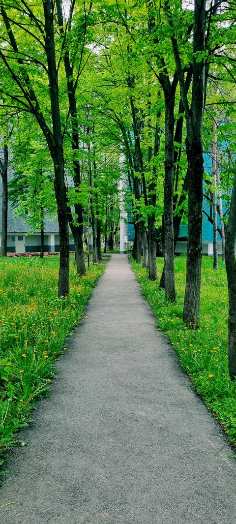 vegetation, tree वॉलपेपर