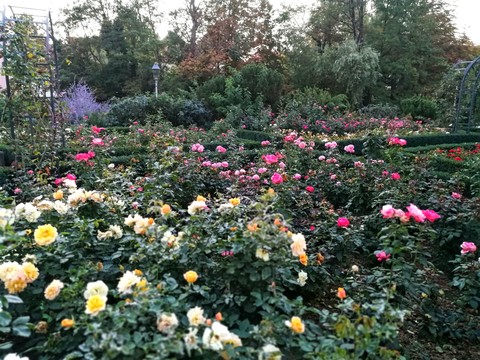 Rosengarten
