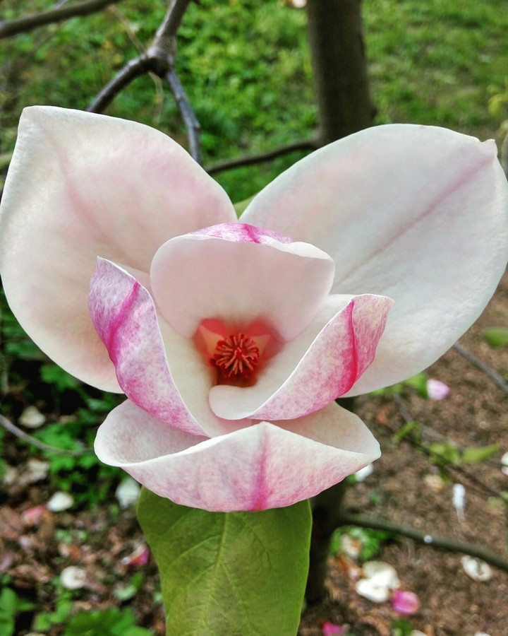 Flover