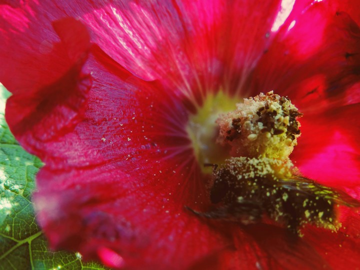 Bee in flower
