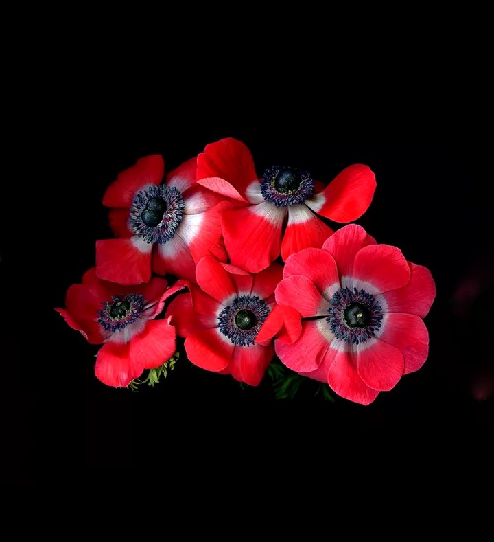 Red anemone