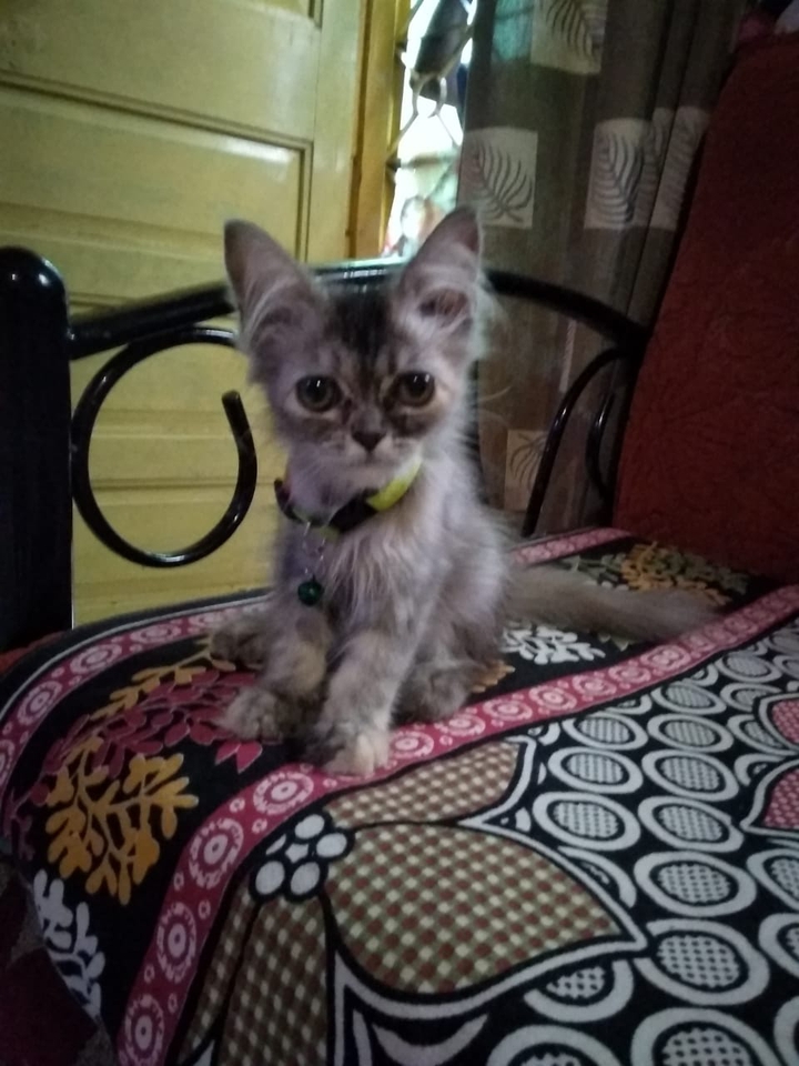 Tyson